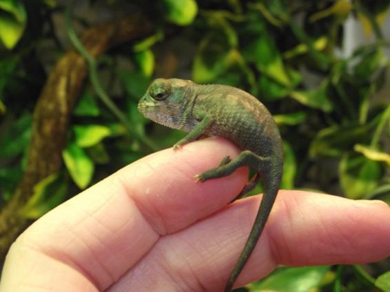 Baby Panther Chameleon Male
