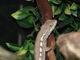 Baby Panther Chameleon Male
