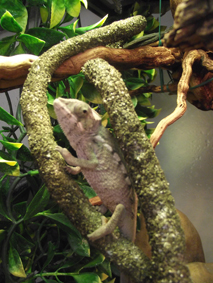 Baby Panther Chameleon Male