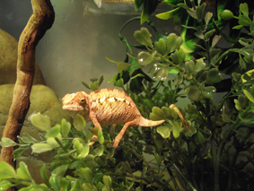 Baby Panther Chameleon Not sure..... pic doesn't do it justice really.. its very dark reddy brown and not like any of the other males or females.