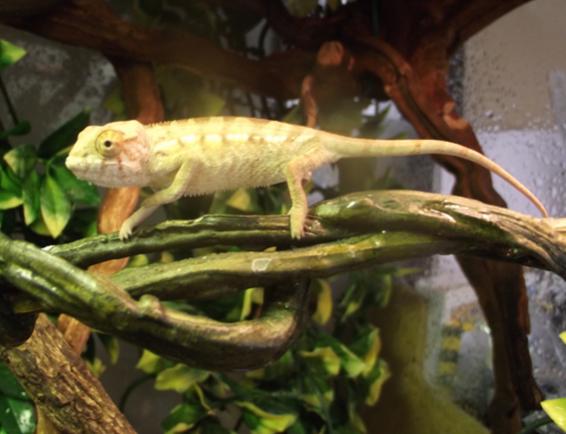 Baby Panther Chameleon