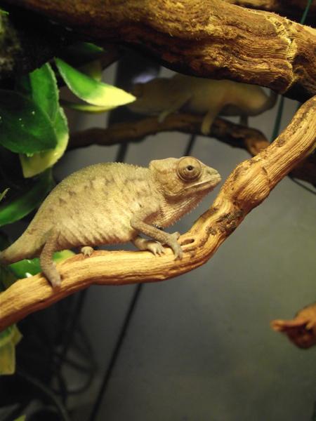Baby Panther Chameleon