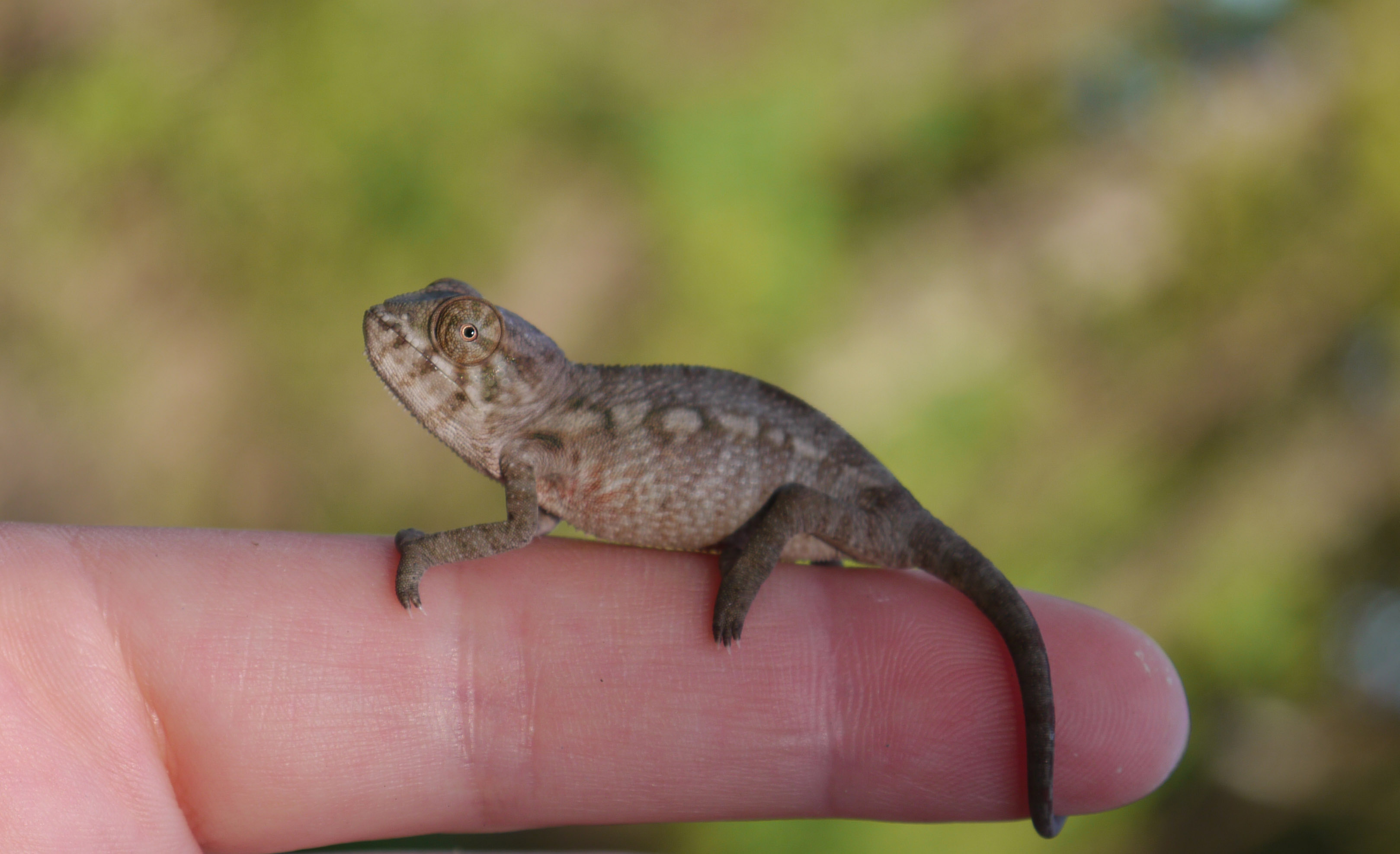 Baby Panther Chameleon