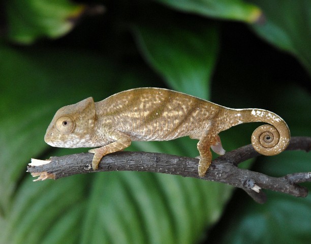 Baby Parson's Chameleon