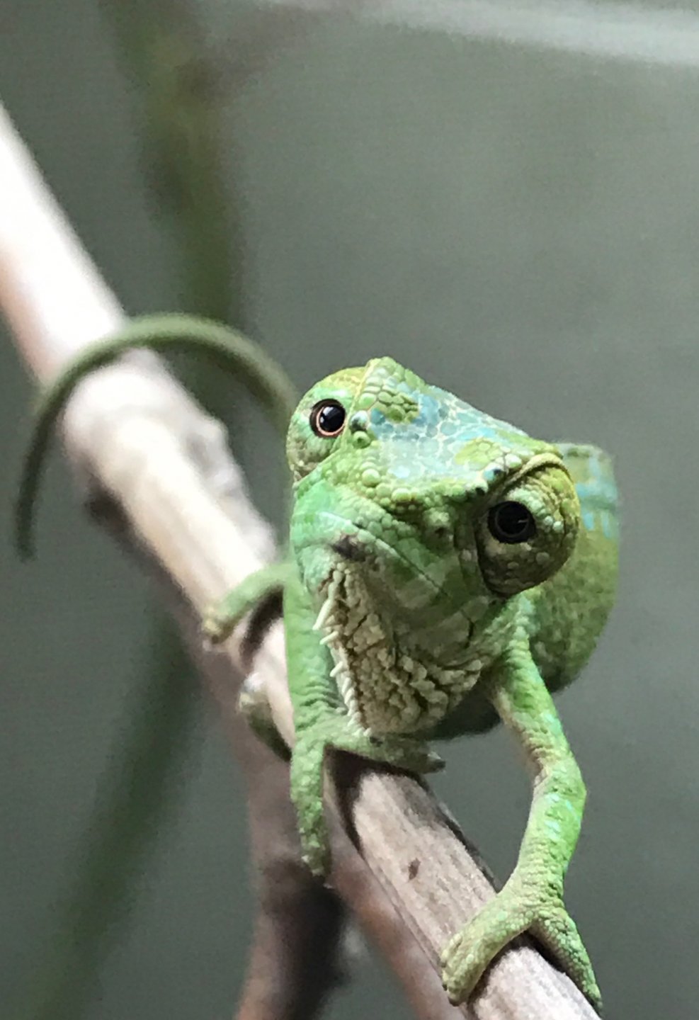 Baby quadricornis