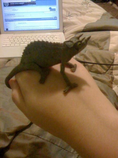 Baby Rango