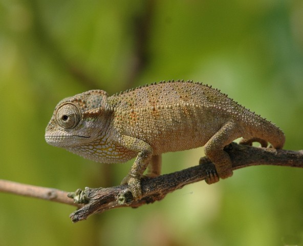 Baby Rudis Chameleon