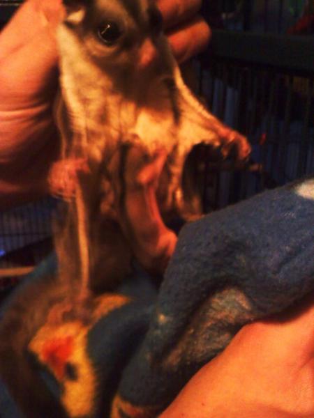 Baby suggie