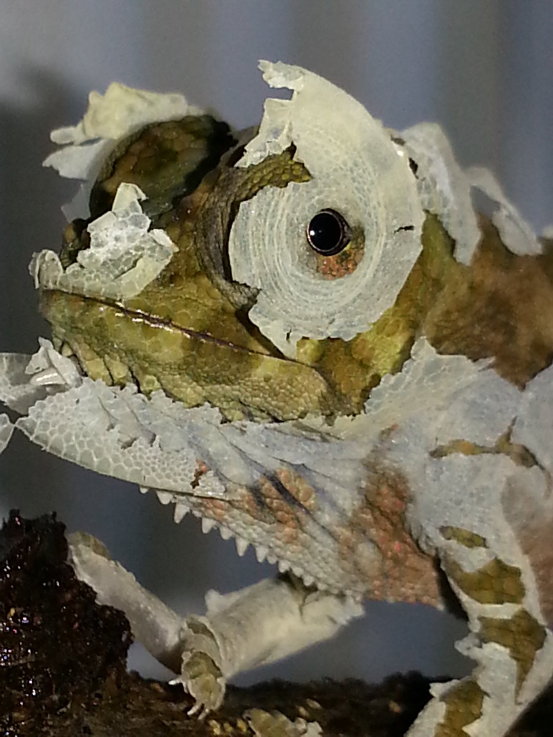 Baby T. q. gracilior