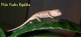 Baby Tamatave Panther Chameleon