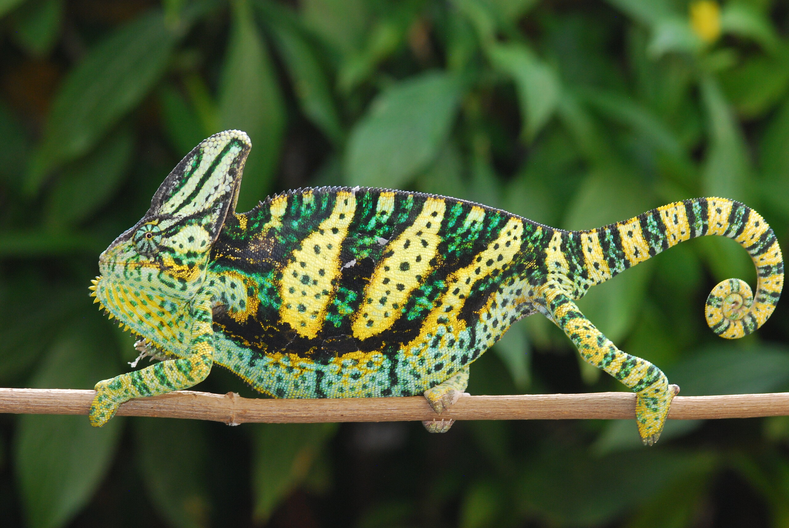 Baby Thor 7 Months Old