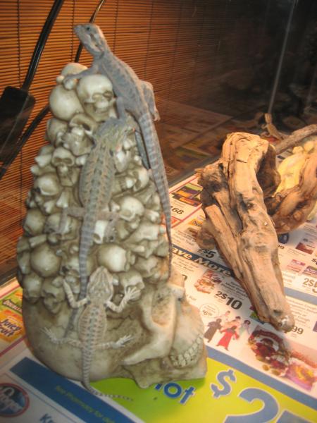 baby translucents bearded dragons born 10-31-10