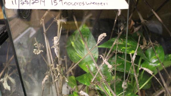 Baby Trioceros werneri