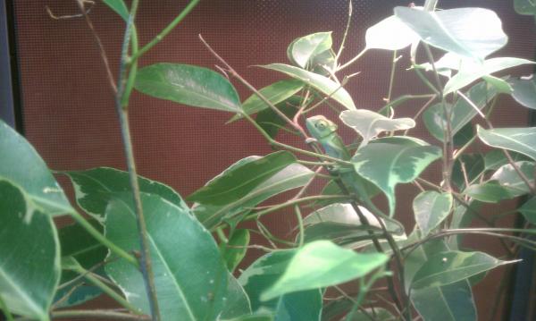 Baby Veil at my LPS :)