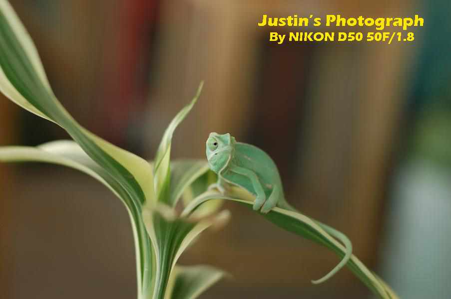 Baby Veiled Chameleon