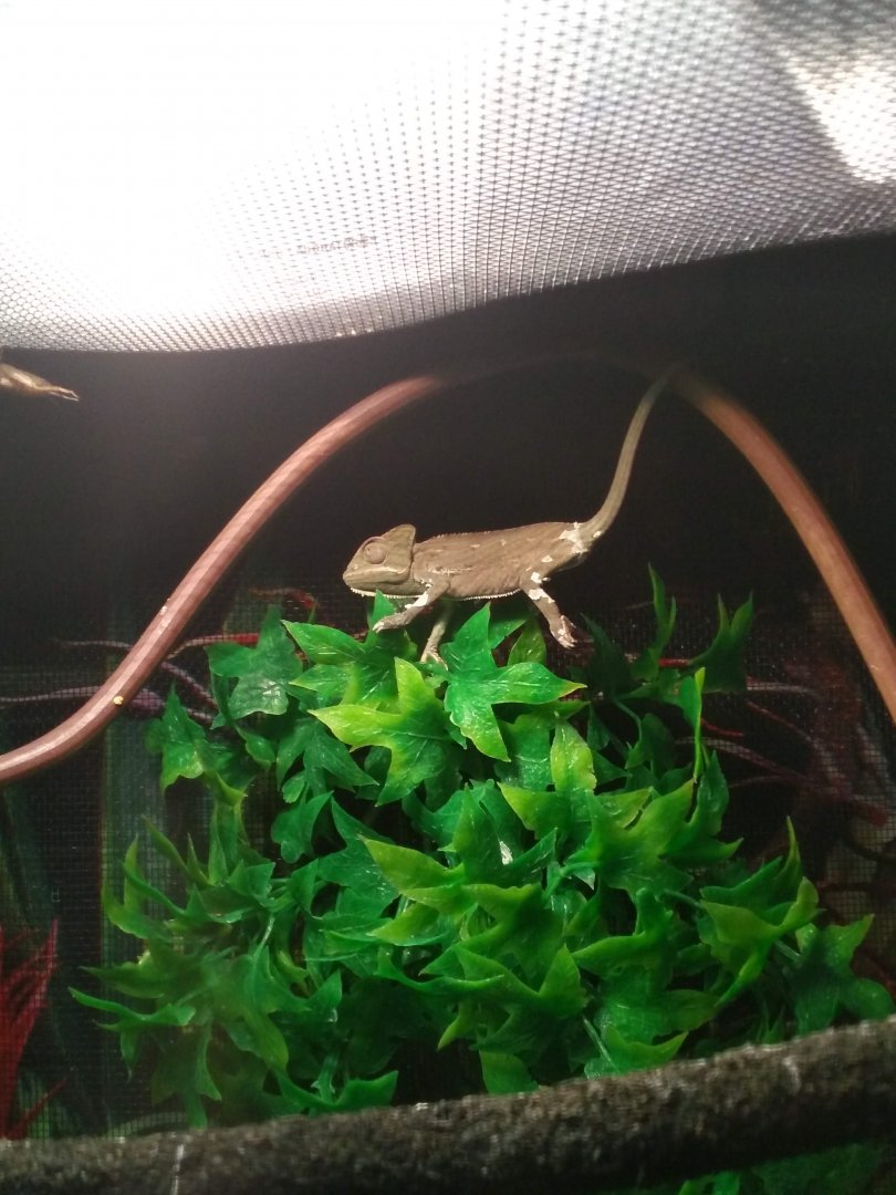 Baby Veiled Chameleon