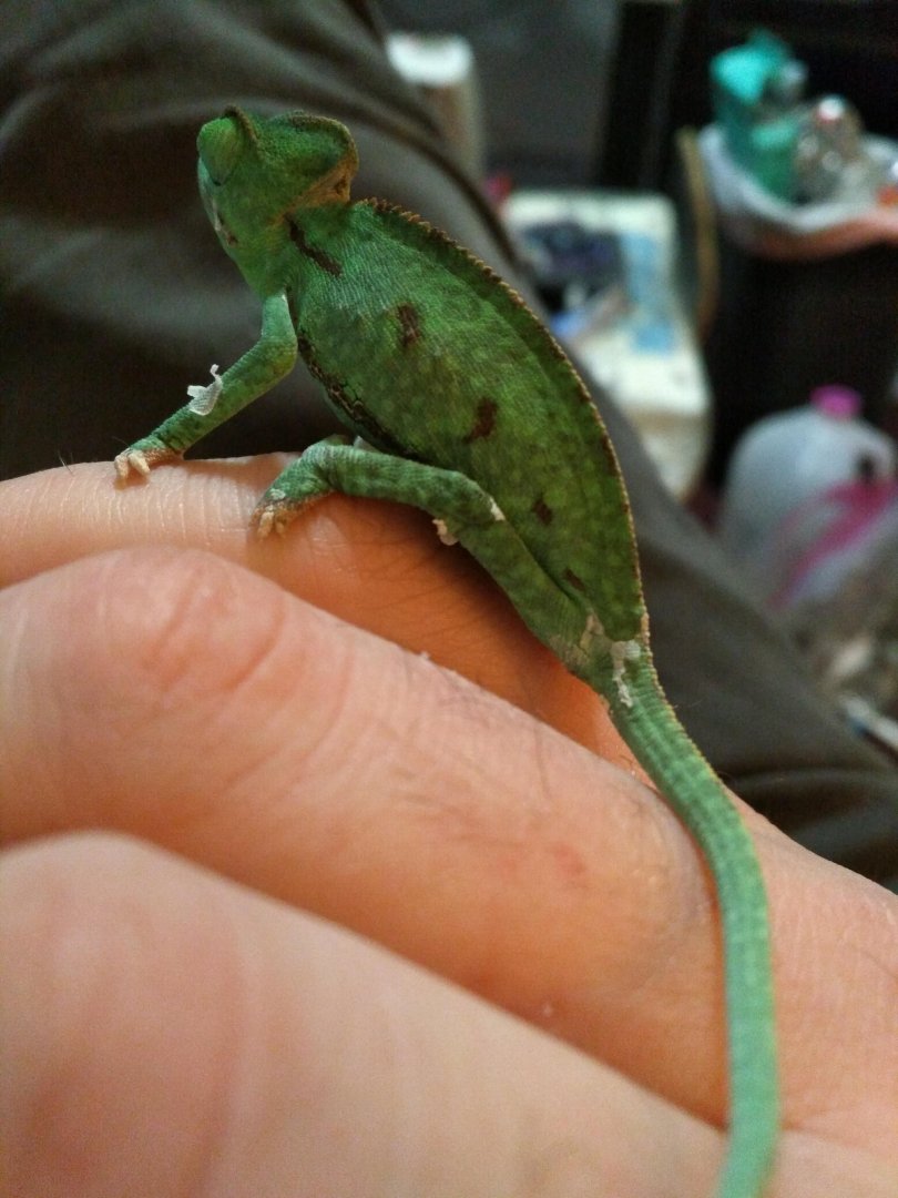 Baby Veiled Chameleon
