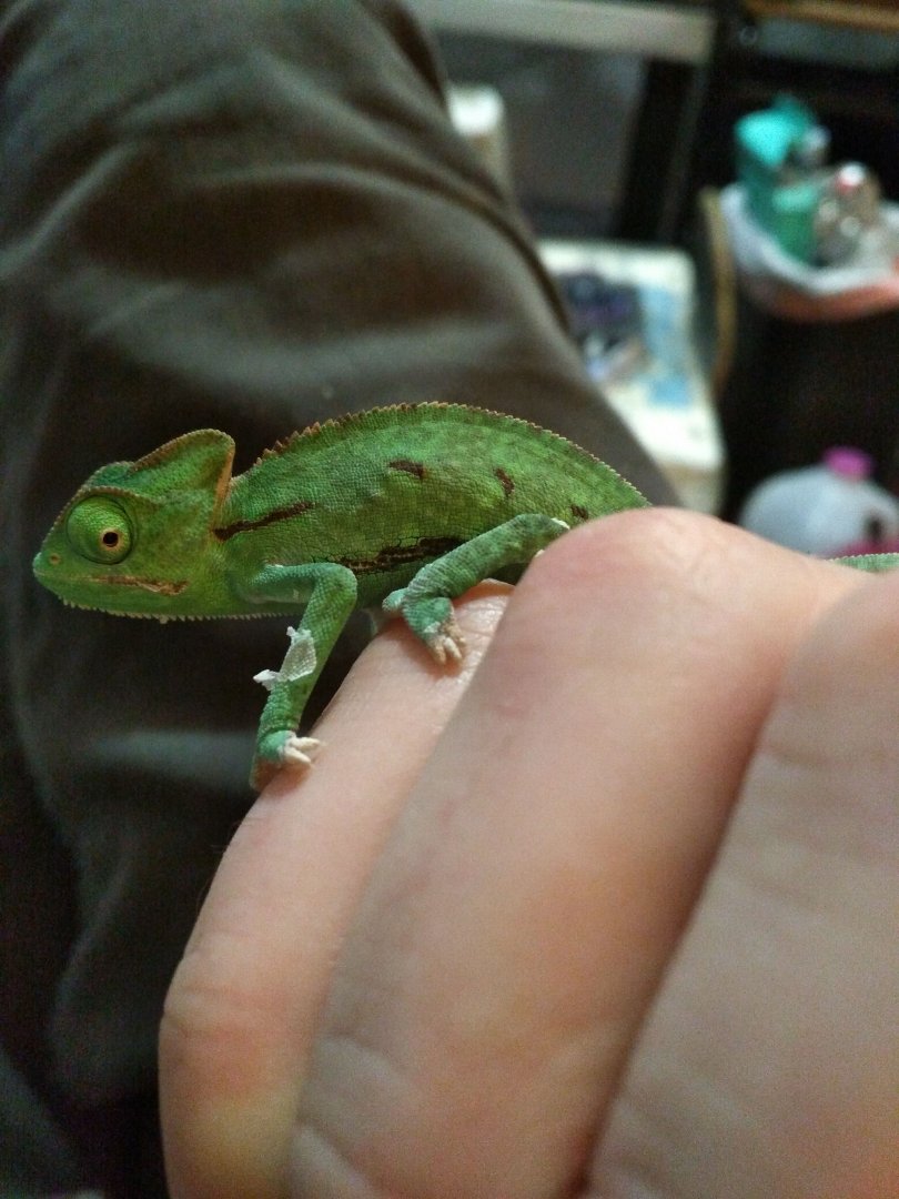 baby veiled chameleon