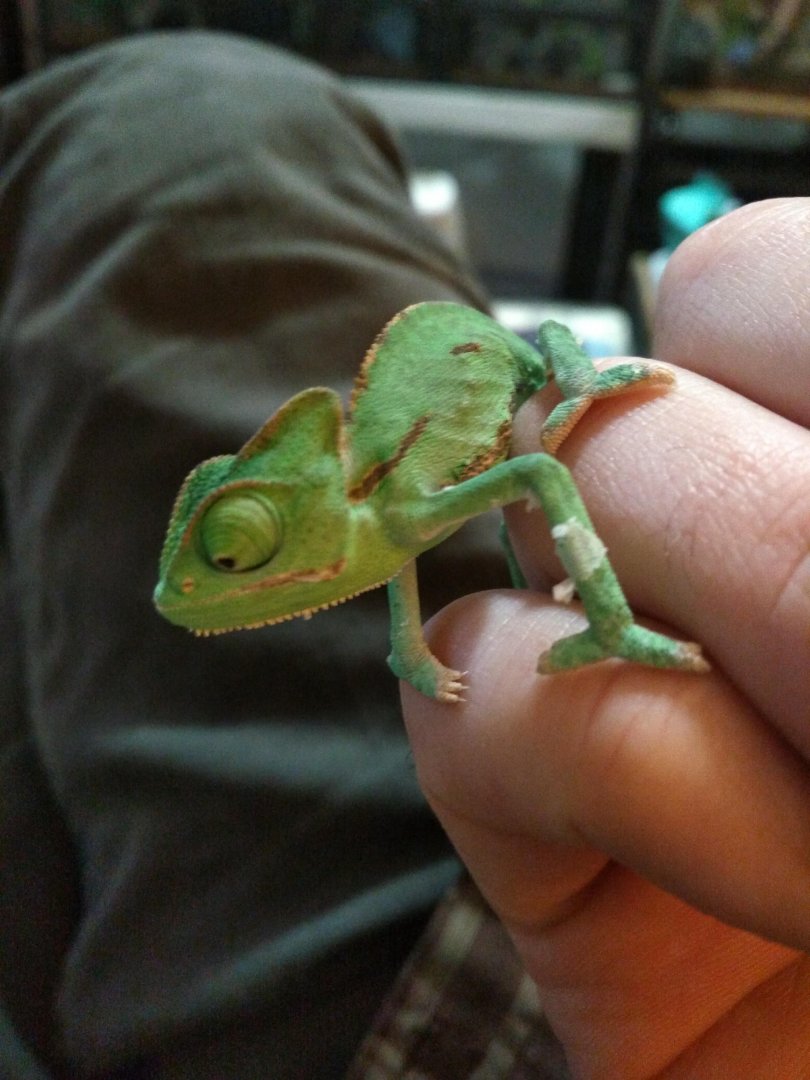 Baby Veiled Chameleon