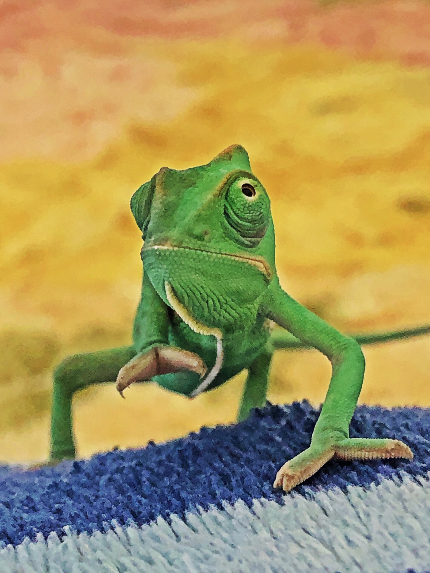 Baby veiled Chameleon