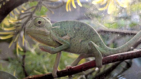 Baby veiled chamelon