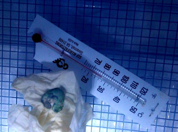 Baby Veiled which I believed at first was stillborn..survives!