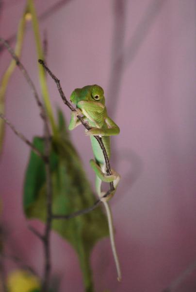 Baby Veiled