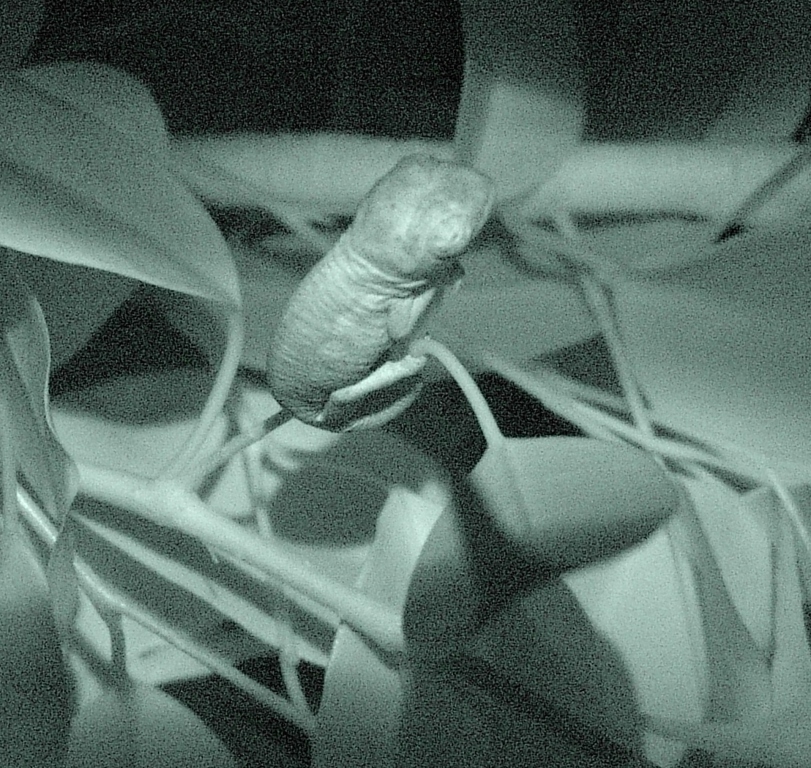 Baby With Night Vision