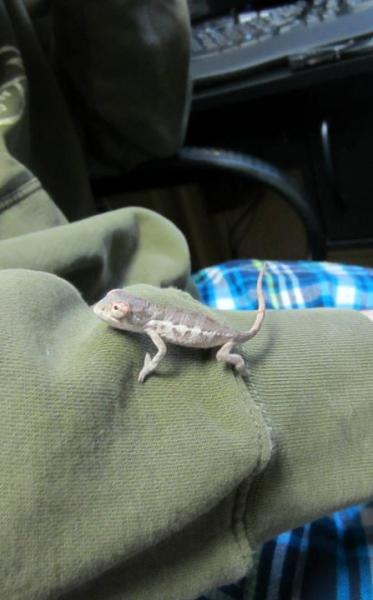 Baby Zip!