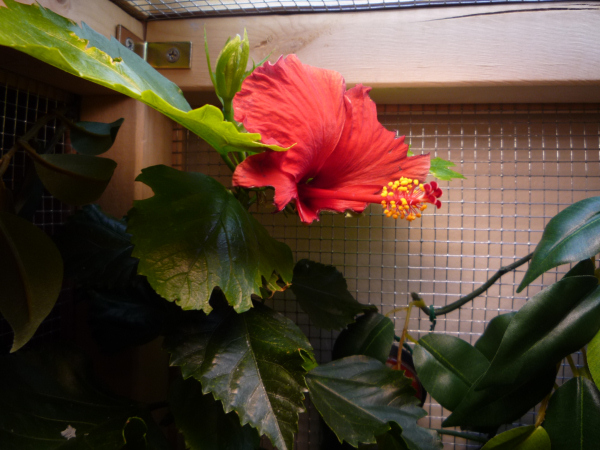 baby's first flower!

taken 11/15/09