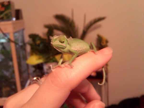 baby's first shed! 

taken 09/09/09