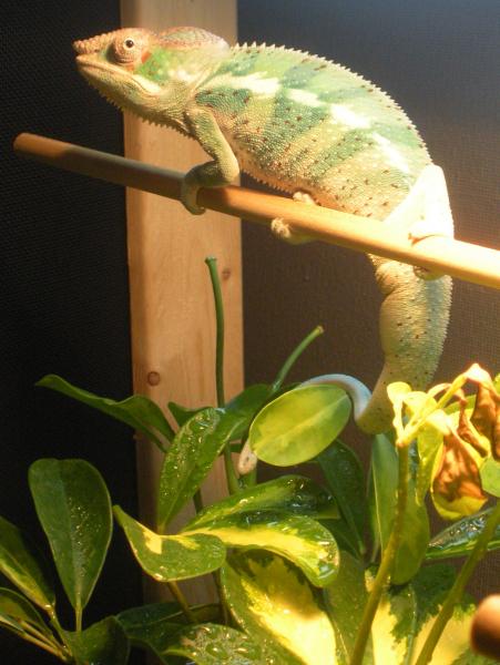 Bagheera Basking in the morning