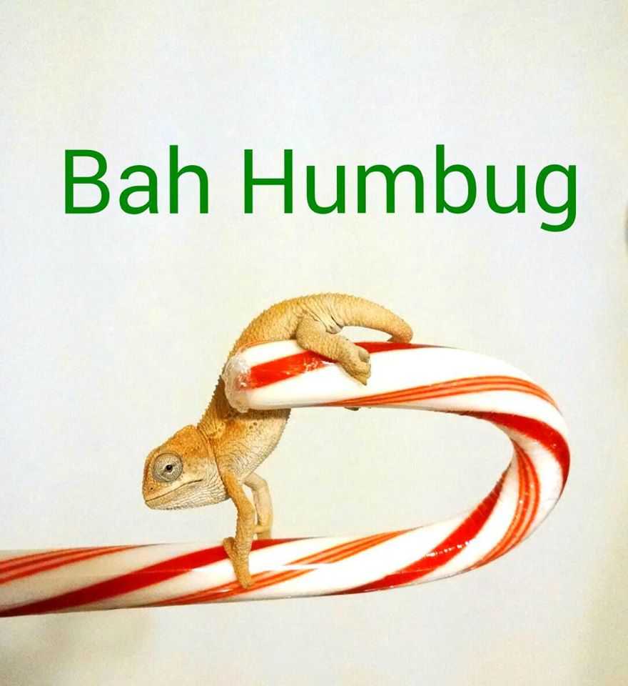 Bah Humbug