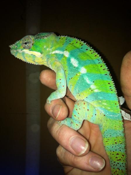 bamm bamm @ 11 months