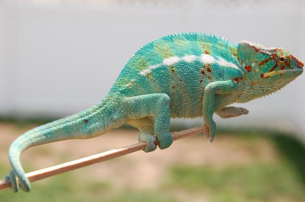 Banjo