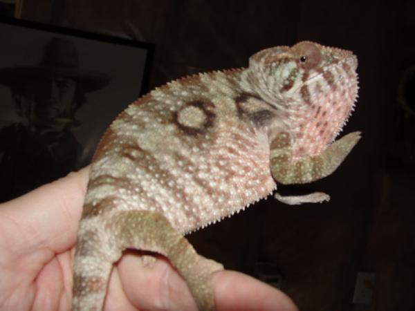 Banshee - Sire is Firestarter