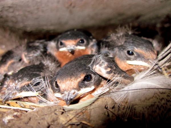 barn sparrows