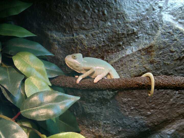Barney