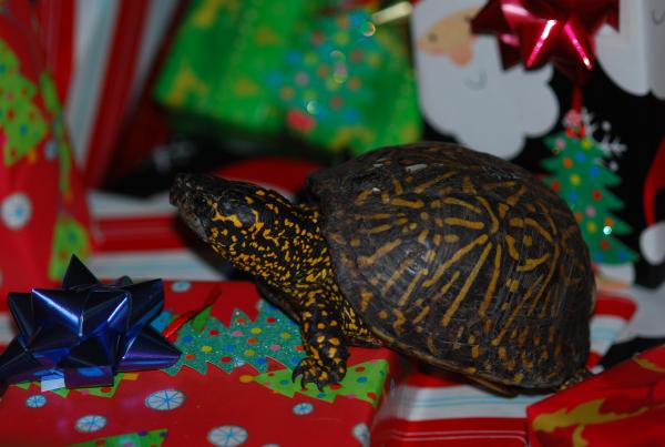 Bart loved to hang out under the Christmas tree 12/13/14 #023