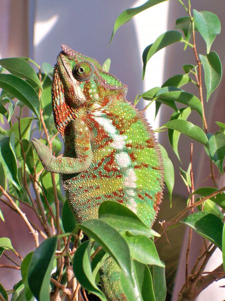 Basking in the sun
