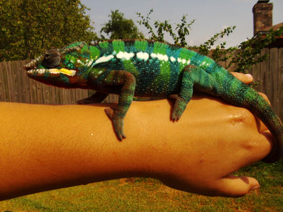 basking on my arm