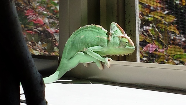 Basking On The Window Sill