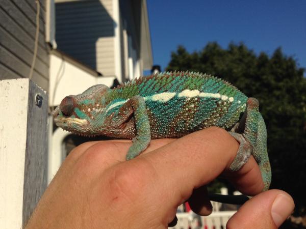 basking outside