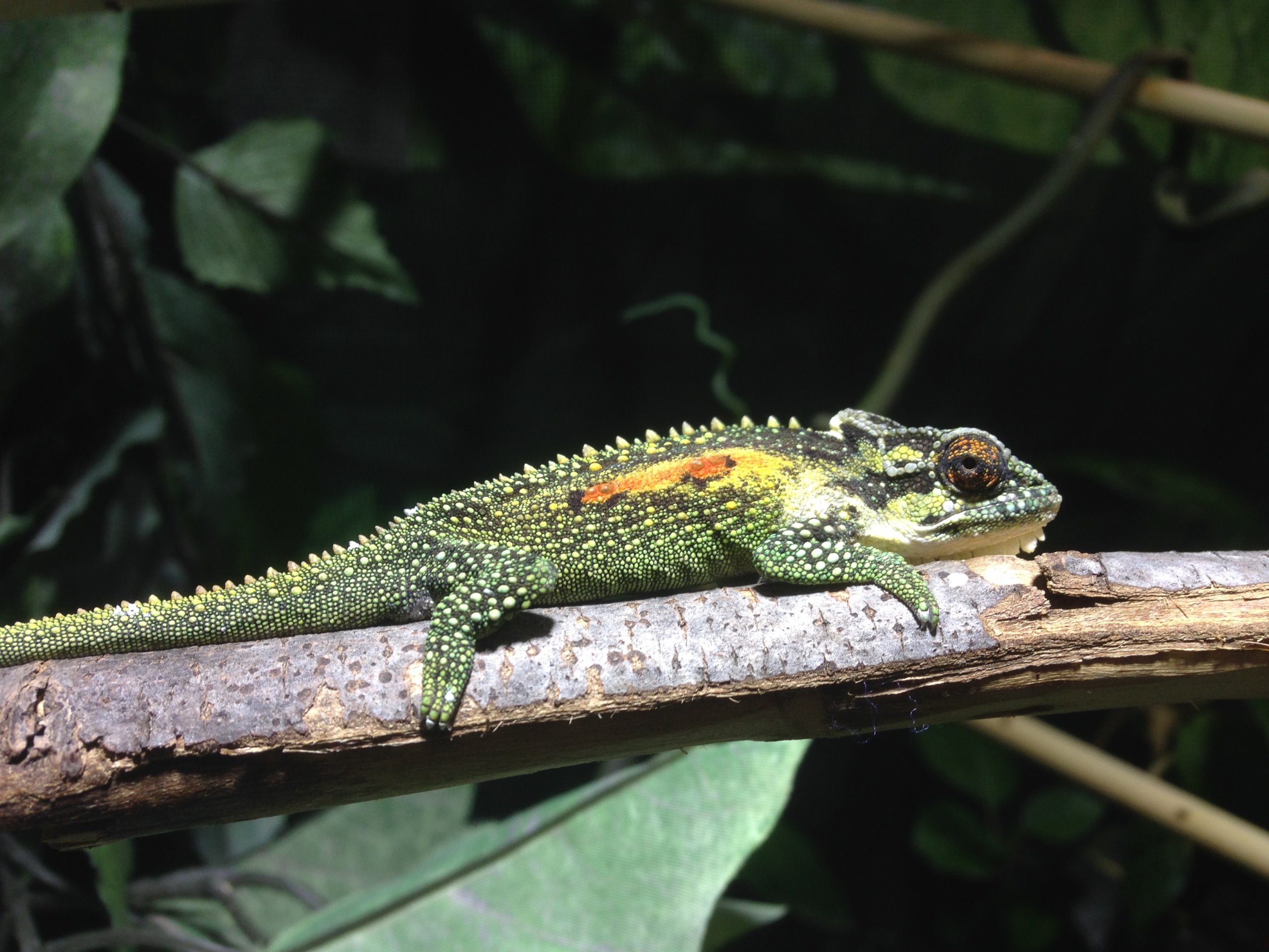 Basking photoshot!