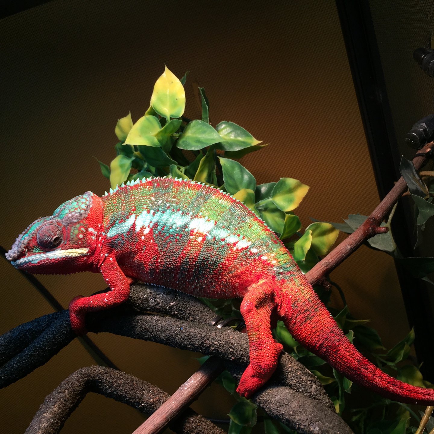 Basking Time!