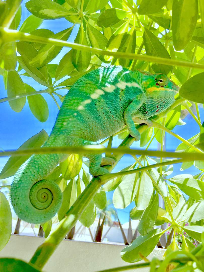 Basking Yoshi