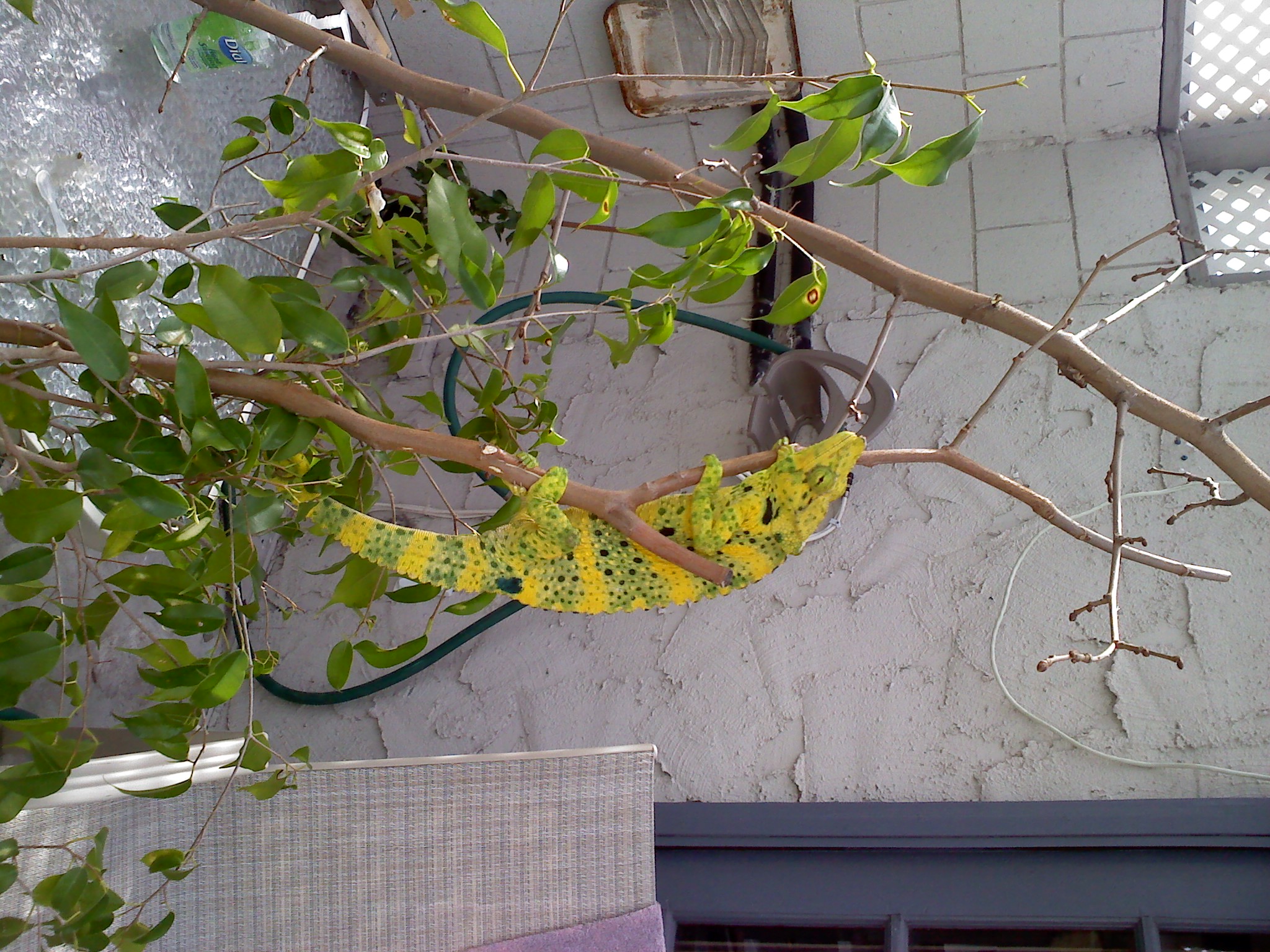 Baxter Our New Melleri