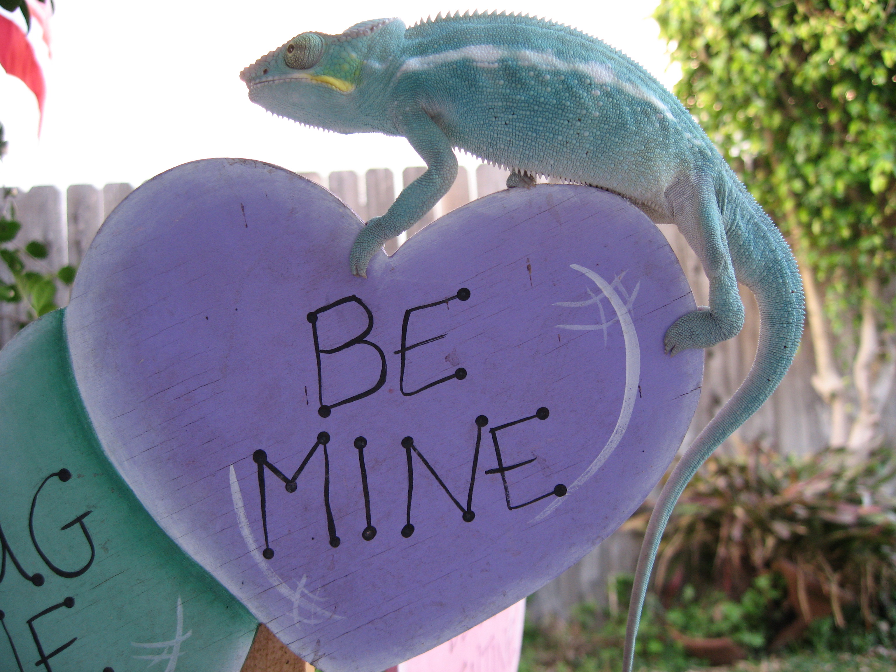 Be Mine