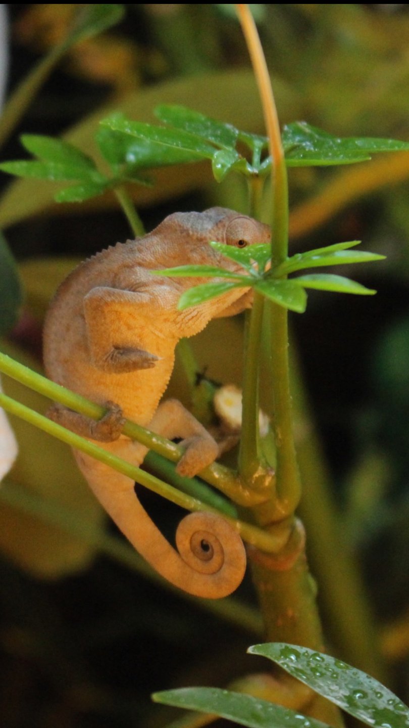 Be one with the leaf