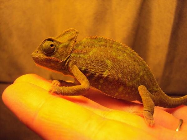 Beaker(formerly known as Rango)